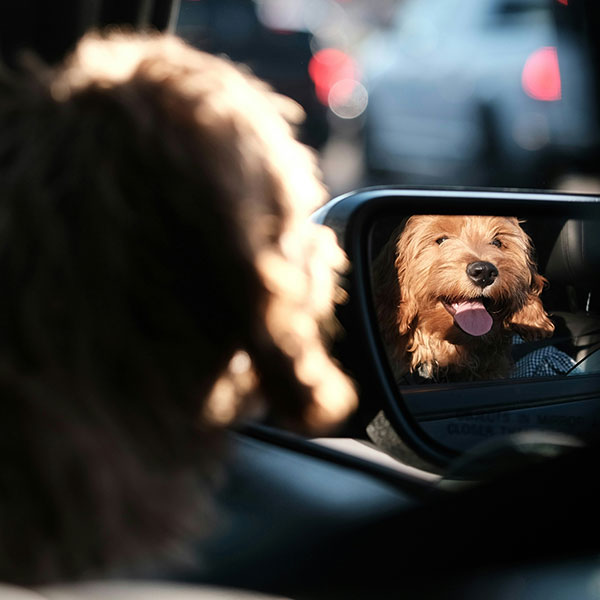 Pet-Friendly Chauffeur Travel to Europe